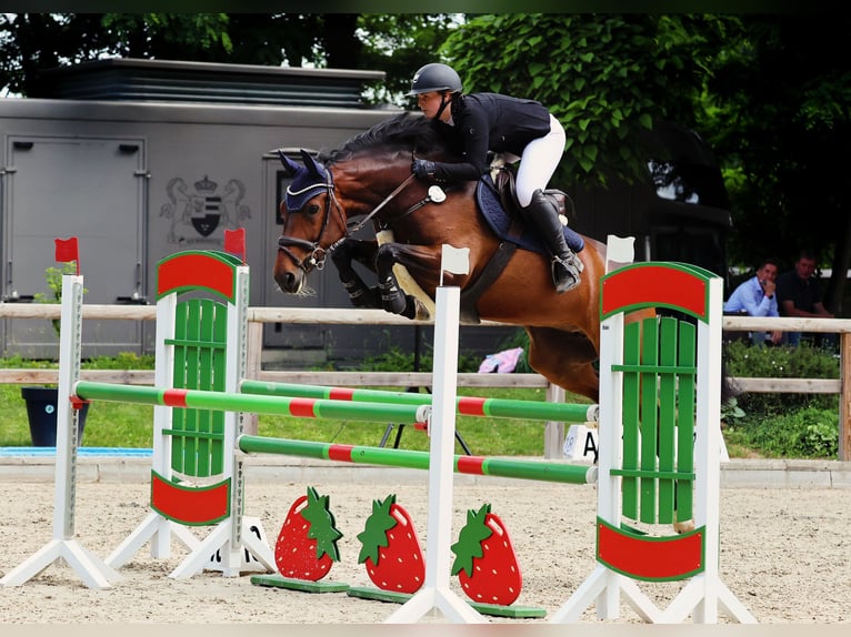 Mecklenburger warmbloed Merrie 9 Jaar 166 cm Bruin in Schönwalde