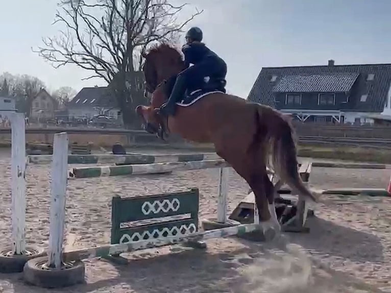 Mecklenburger warmbloed Merrie 9 Jaar 167 cm Vos in Satow