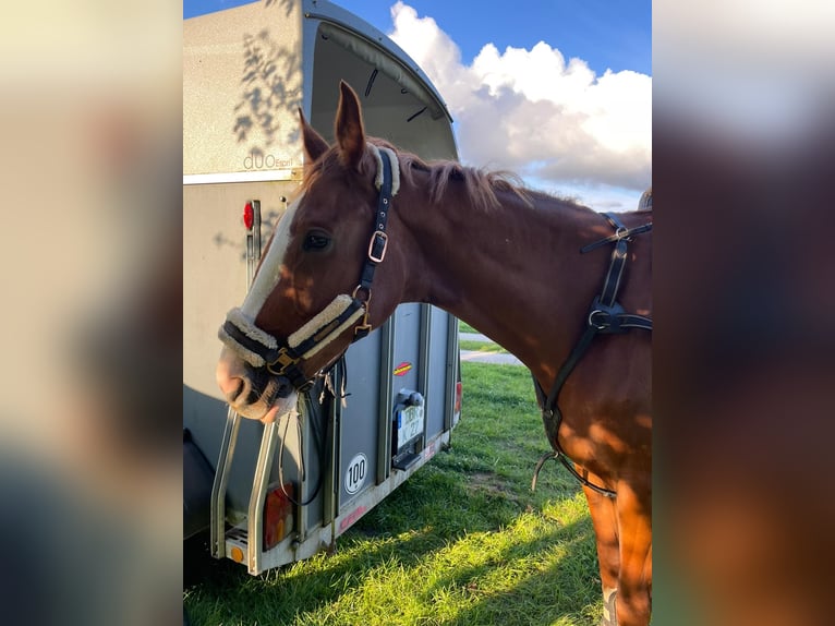 Mecklenburger warmbloed Merrie 9 Jaar 167 cm Vos in Satow