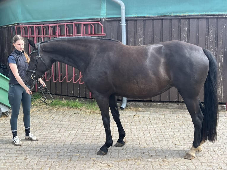 Mecklenburger warmbloed Merrie 9 Jaar 167 cm Zwart in Sassen-Trantow