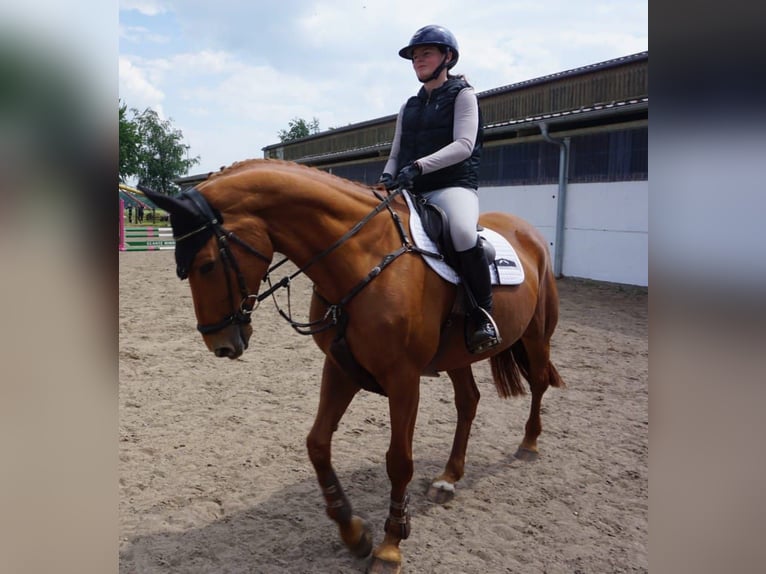 Mecklenburger warmbloed Merrie 9 Jaar 168 cm in Gägelow