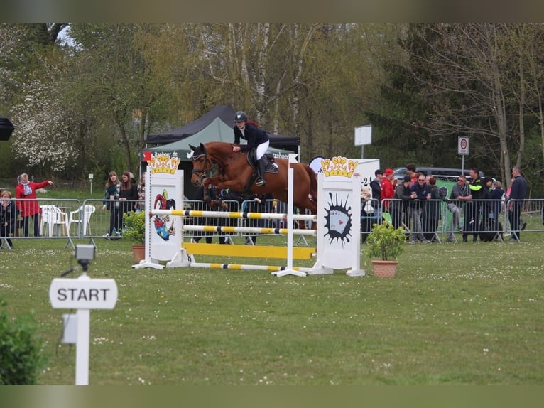 Mecklenburger warmbloed Merrie 9 Jaar 168 cm Vos in Insel Poel