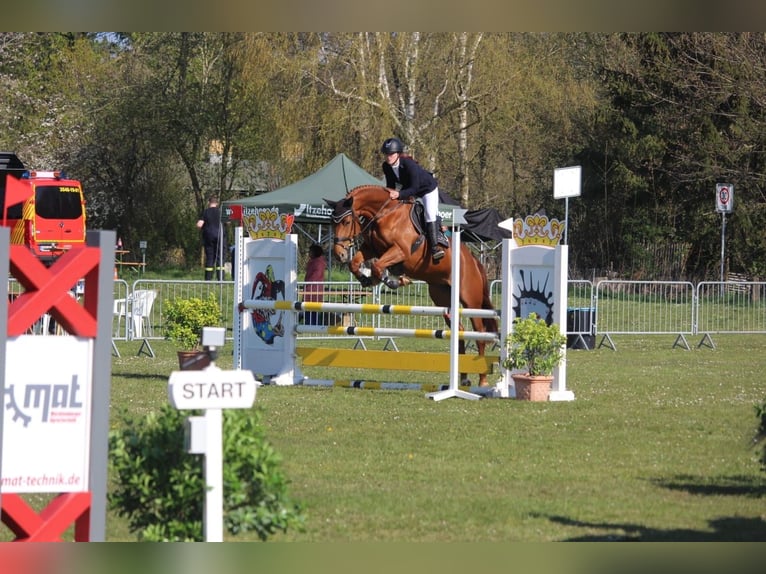 Mecklenburger warmbloed Merrie 9 Jaar 168 cm Vos in Insel Poel