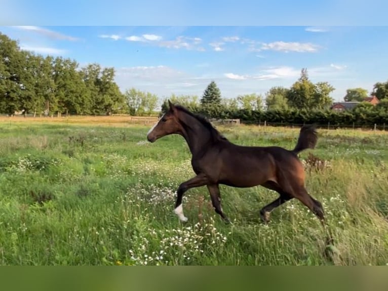 Mecklenburger warmbloed Merrie Veulen (04/2025) 145 cm Donkerbruin in Bresegard