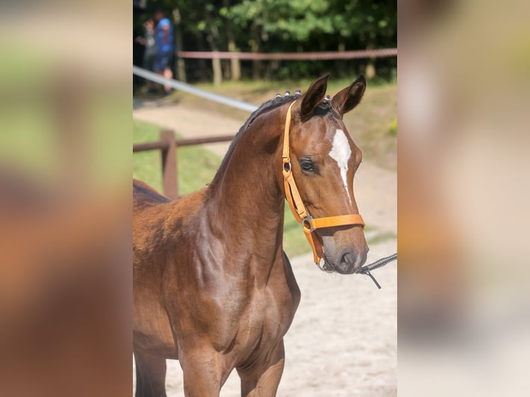 Mecklenburger warmbloed Merrie veulen (03/2024) 165 cm Bruin in Fahrenwalde