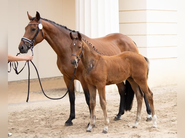 Mecklenburger warmbloed Merrie Veulen (04/2025) 168 cm Bruin in Mirow