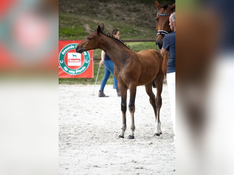 Mecklenburger warmbloed Merrie Veulen (04/2025) 168 cm Bruin in Mirow