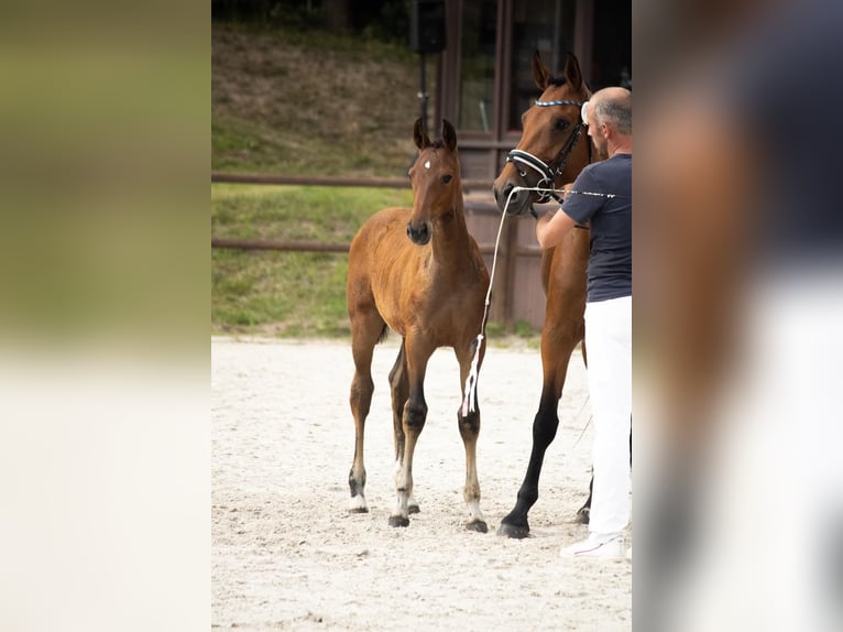 Mecklenburger warmbloed Merrie Veulen (04/2025) 168 cm Bruin in Mirow