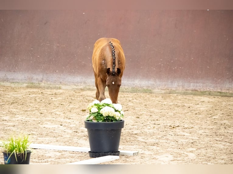 Mecklenburger warmbloed Merrie Veulen (04/2025) 168 cm Bruin in Mirow