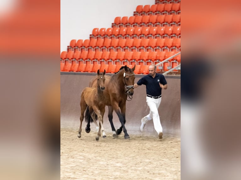 Mecklenburger warmbloed Merrie Veulen (04/2025) 168 cm Bruin in Mirow