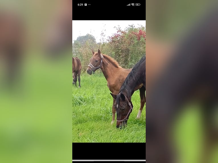 Mecklenburger warmbloed Merrie Veulen (06/2025) 170 cm Donkere-vos in Langsdorf