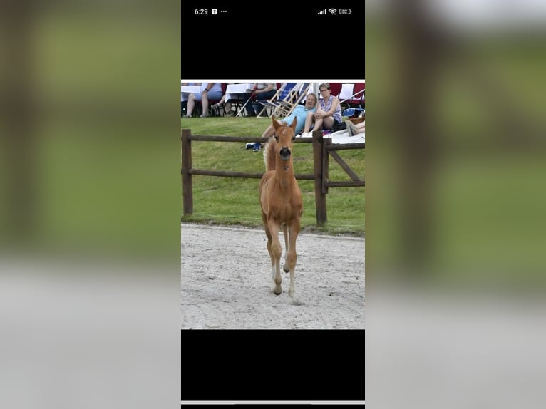 Mecklenburger warmbloed Merrie Veulen (06/2025) 170 cm Donkere-vos in Langsdorf