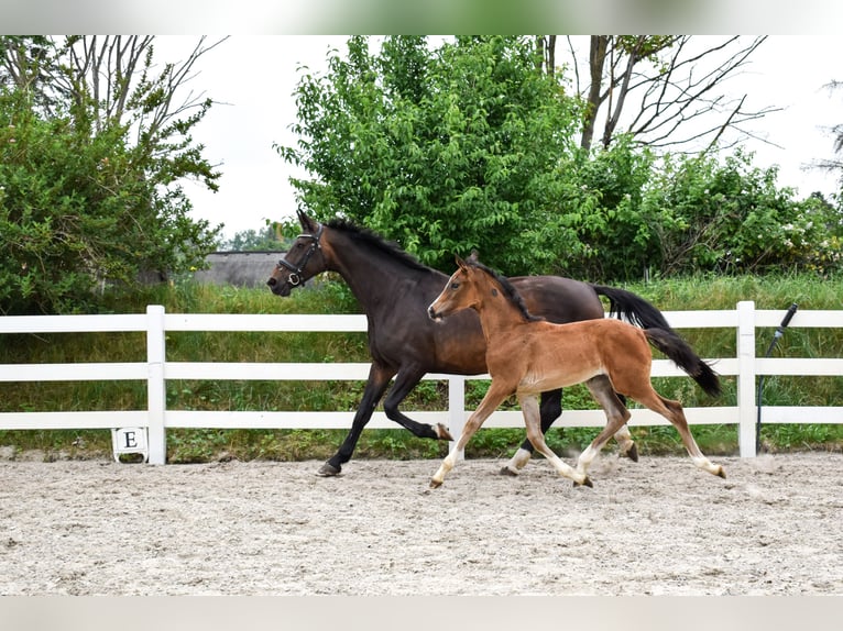 Mecklenburger warmbloed Merrie Veulen (04/2026) Donkerbruin in Insel Usedom
