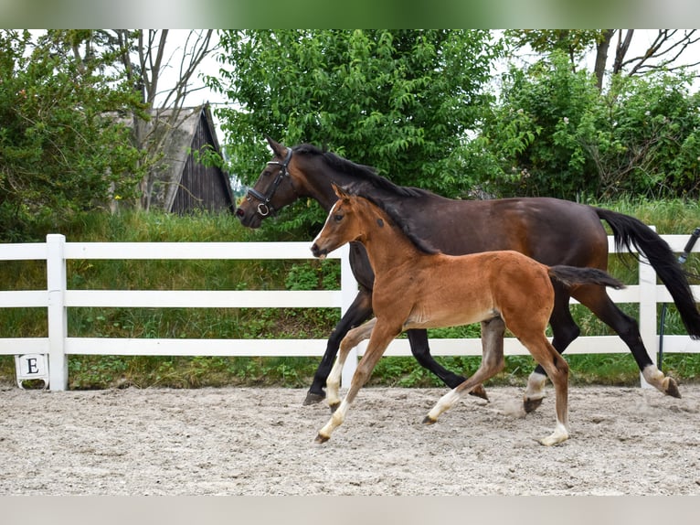 Mecklenburger warmbloed Merrie Veulen (04/2026) Donkerbruin in Insel Usedom