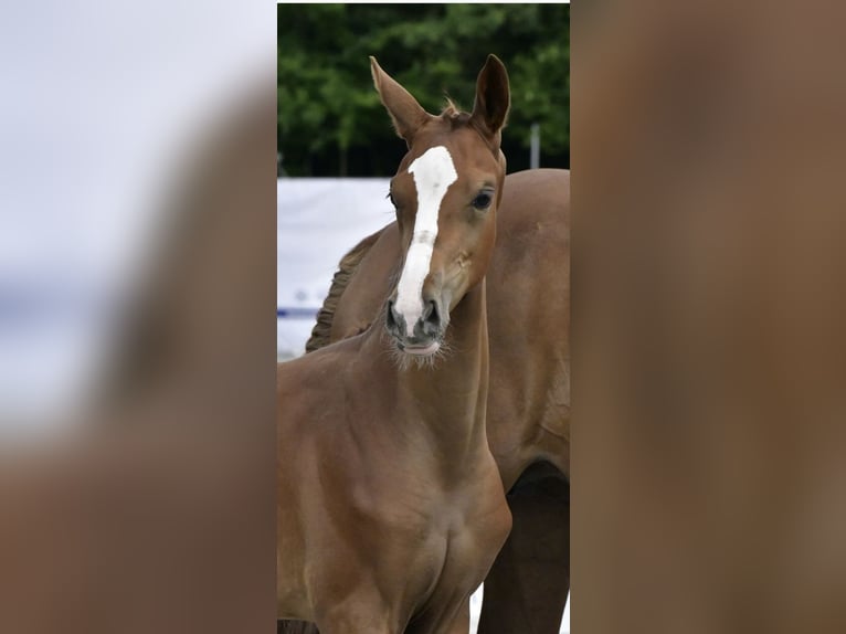 Mecklenburger warmbloed Merrie Veulen (04/2025) Vos in R&#xF6;bel