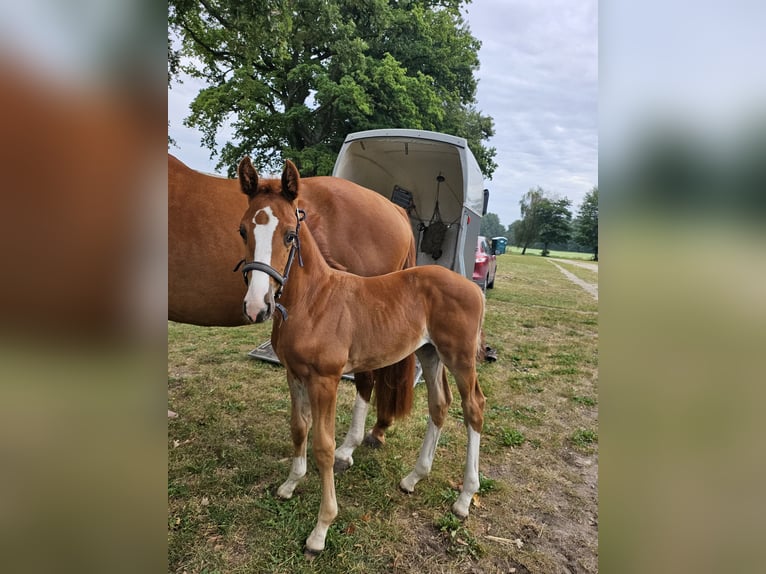 Mecklenburger warmbloed Merrie Veulen (07/2025) Vos in Friedrichsruhe