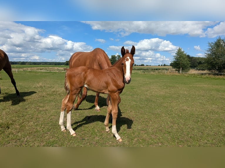 Mecklenburger warmbloed Merrie Veulen (07/2025) Vos in Friedrichsruhe