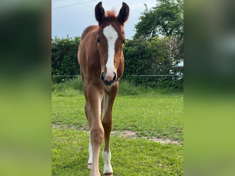 Mecklenburger warmbloed Merrie  Vos in Siedenbr&#xFC;nzow