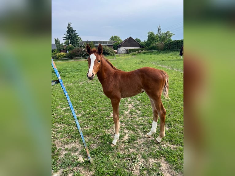 Mecklenburger warmbloed Merrie  Vos in Siedenbr&#xFC;nzow