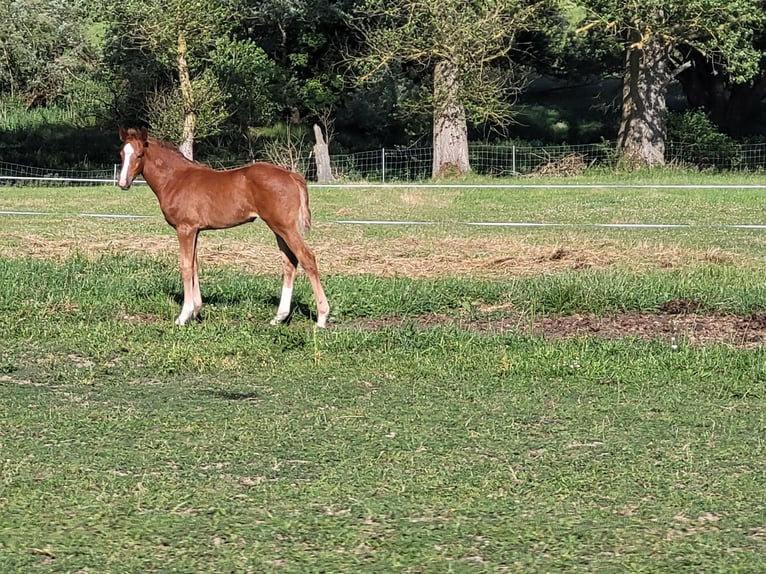 Mecklenburger warmbloed Merrie  Vos in Siedenbr&#xFC;nzow