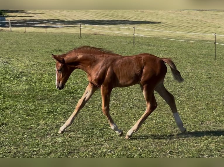 Mecklenburger warmbloed Merrie  Vos in Siedenbr&#xFC;nzow