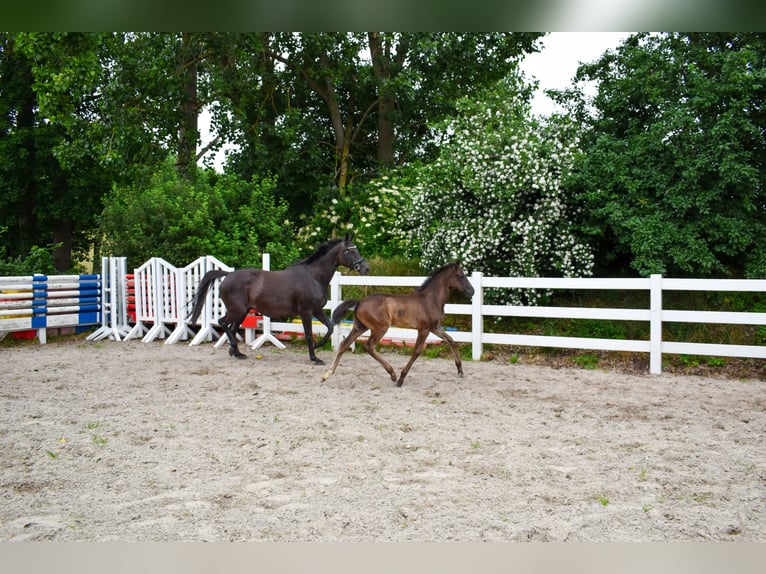 Mecklenburger warmbloed Merrie Veulen (04/2026) Zwart in Insel Usedom