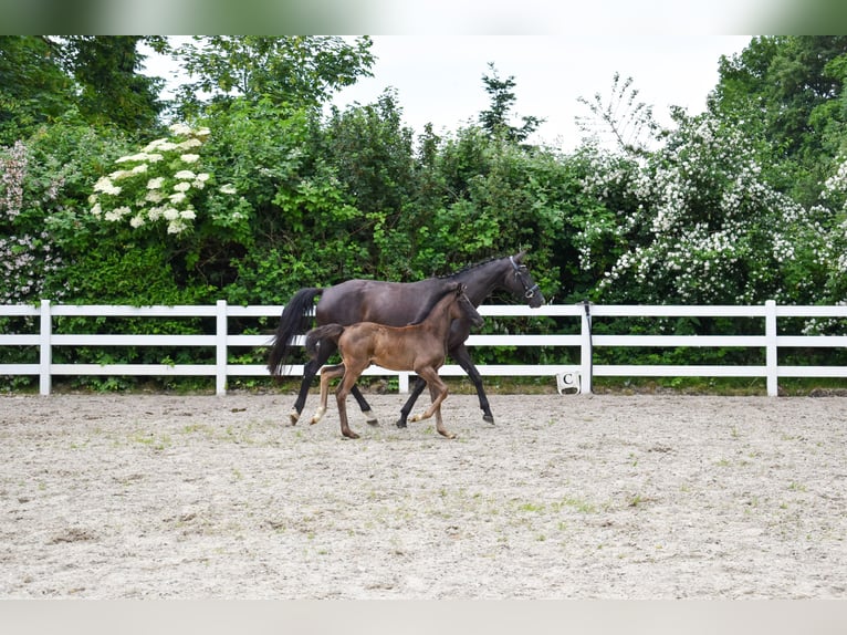 Mecklenburger warmbloed Merrie Veulen (04/2026) Zwart in Insel Usedom
