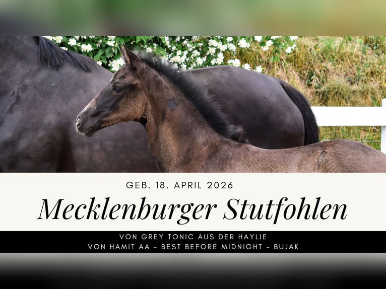 Mecklenburger warmbloed Merrie Veulen (04/2026) Zwart in Insel Usedom