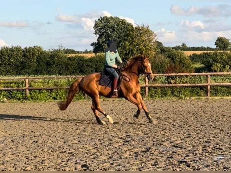 Mecklenburger warmbloed Ruin 10 Jaar 172 cm Vos in Fallingbostel