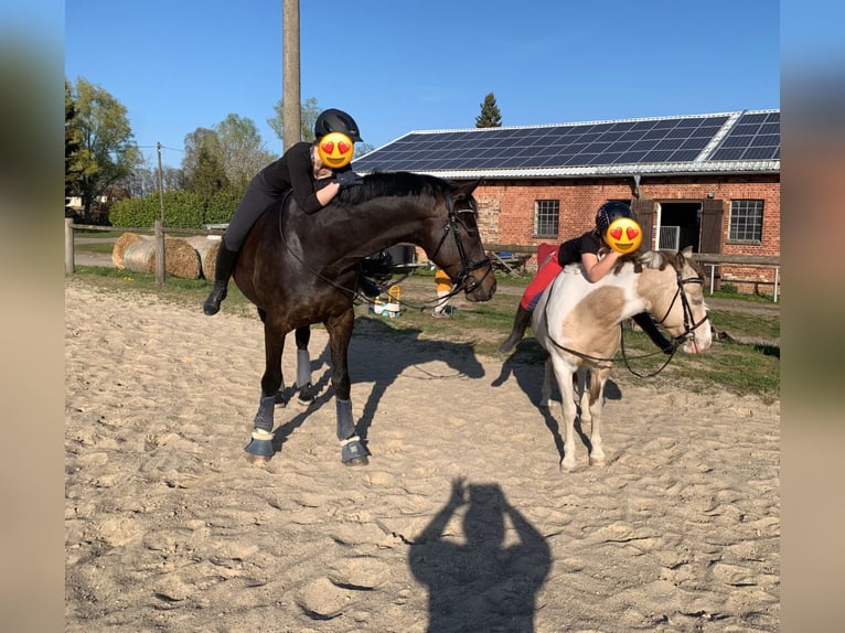 Mecklenburger warmbloed Ruin 10 Jaar Zwartbruin in Alveslohe