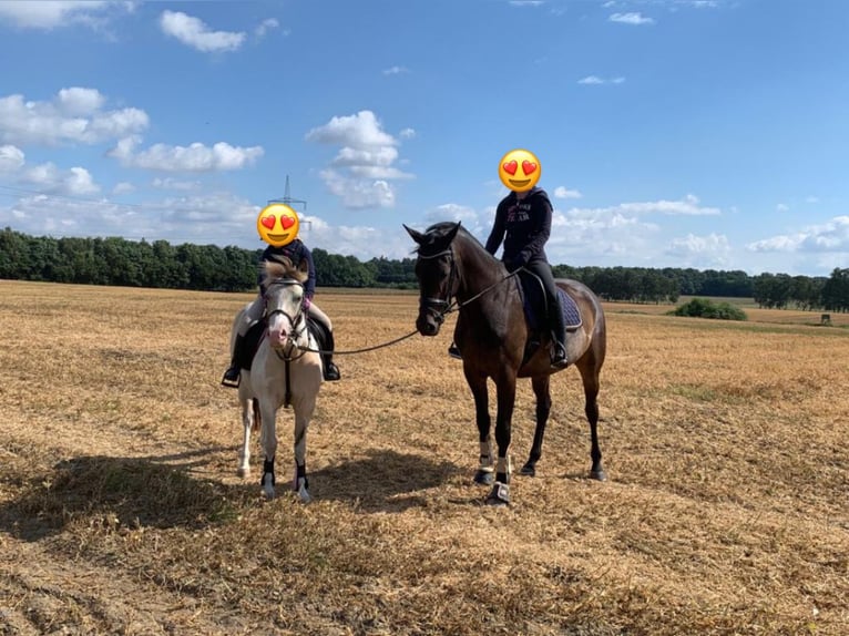 Mecklenburger warmbloed Ruin 10 Jaar Zwartbruin in Alveslohe