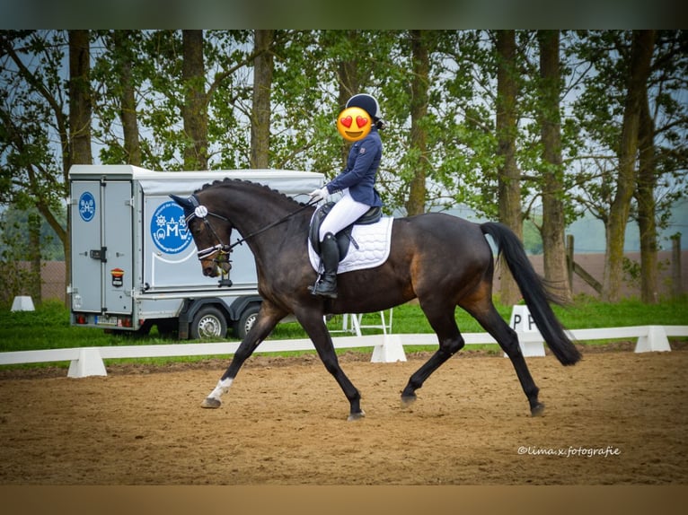 Mecklenburger warmbloed Ruin 10 Jaar Zwartbruin in Alveslohe