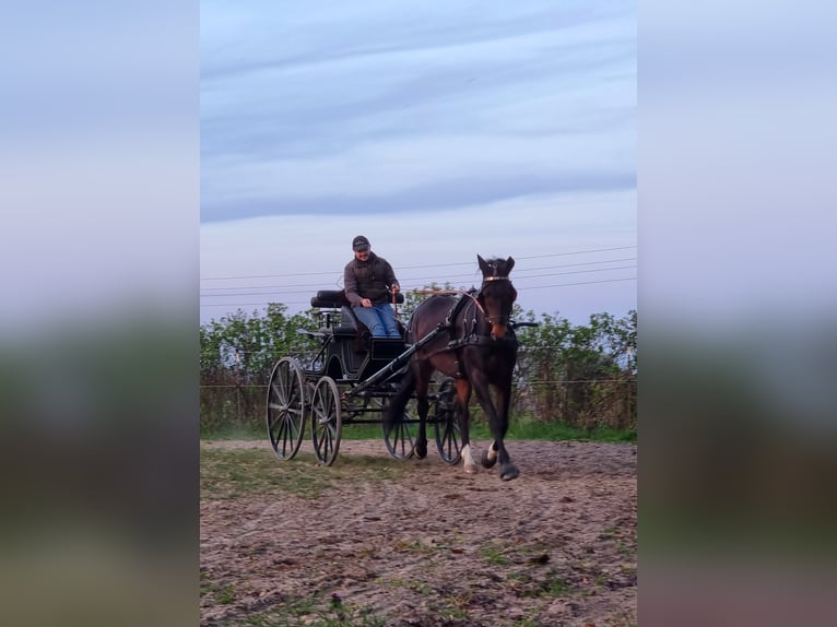 Mecklenburger warmbloed Ruin 11 Jaar 168 cm Bruin in Rühn