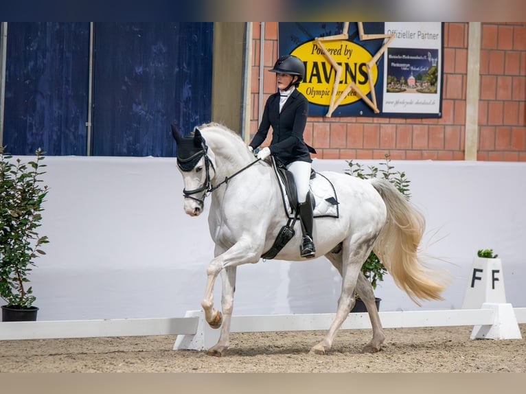 Mecklenburger warmbloed Ruin 11 Jaar 172 cm Schimmel in Nettetal