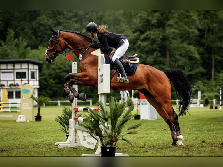 Mecklenburger warmbloed Ruin 12 Jaar 172 cm Bruin in H&#xFC;ckelhoven