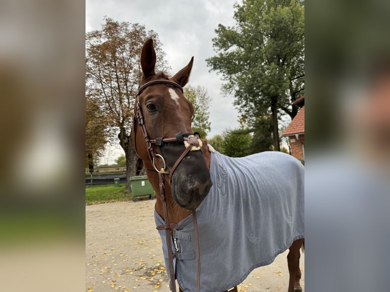Mecklenburger warmbloed Ruin 12 Jaar 175 cm Donkere-vos in Bielsko-Biała