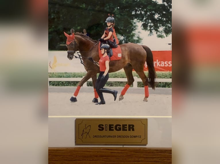 Mecklenburger warmbloed Ruin 12 Jaar 176 cm Donkere-vos in Ganschow