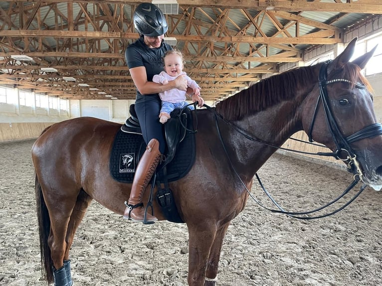 Mecklenburger warmbloed Ruin 12 Jaar 176 cm Donkere-vos in Ganschow