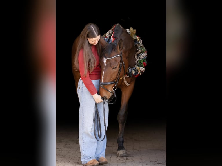 Mecklenburger warmbloed Ruin 12 Jaar 178 cm Bruin in Radeburg