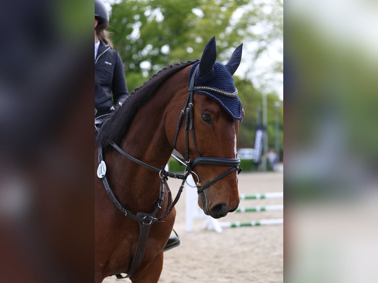 Mecklenburger warmbloed Ruin 12 Jaar 178 cm Bruin in Radeburg