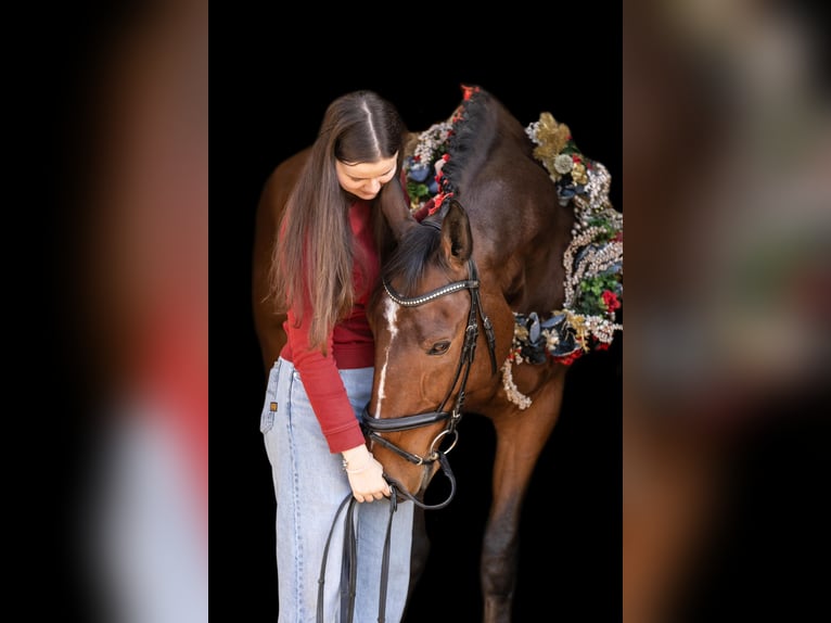 Mecklenburger warmbloed Ruin 12 Jaar 178 cm Bruin in Radeburg
