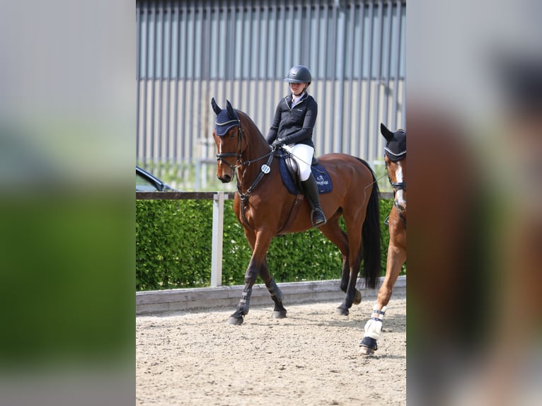 Mecklenburger warmbloed Ruin 12 Jaar 178 cm Bruin in Radeburg