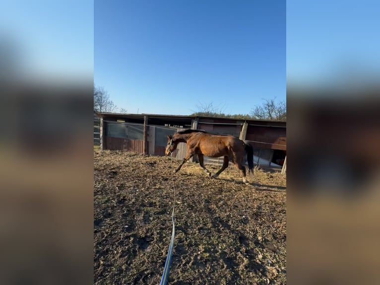 Mecklenburger warmbloed Ruin 13 Jaar 158 cm Donkerbruin in Bernau