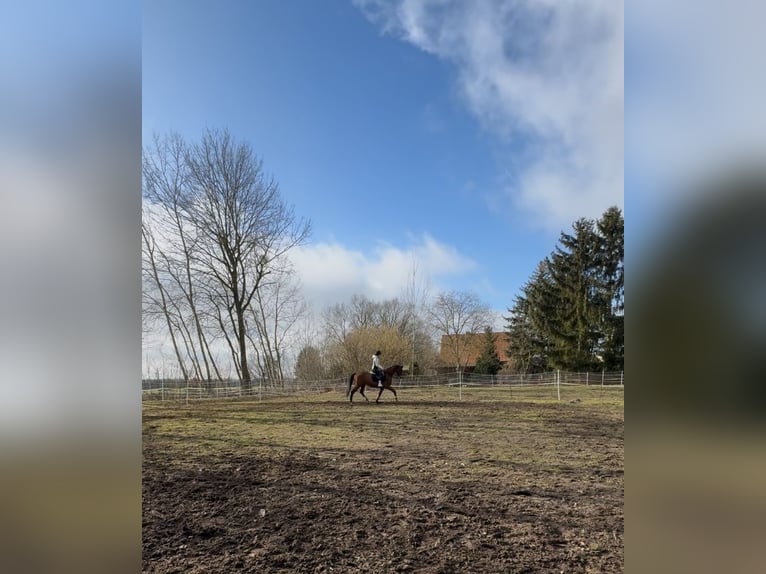 Mecklenburger warmbloed Ruin 13 Jaar 158 cm Donkerbruin in Bernau