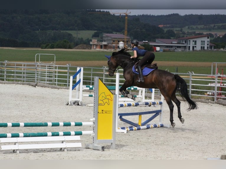 Mecklenburger warmbloed Ruin 13 Jaar 165 cm Bruin in Ehingen an der Donau