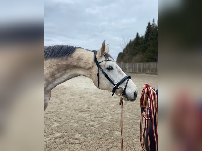 Mecklenburger warmbloed Ruin 14 Jaar 165 cm Schimmel in Sassen-Trantow