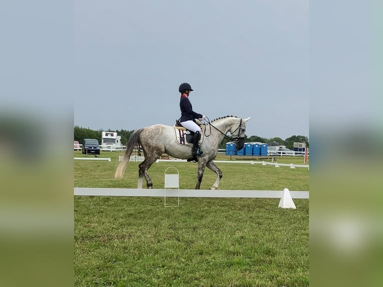 Mecklenburger warmbloed Ruin 14 Jaar 165 cm Schimmel in Sassen-Trantow