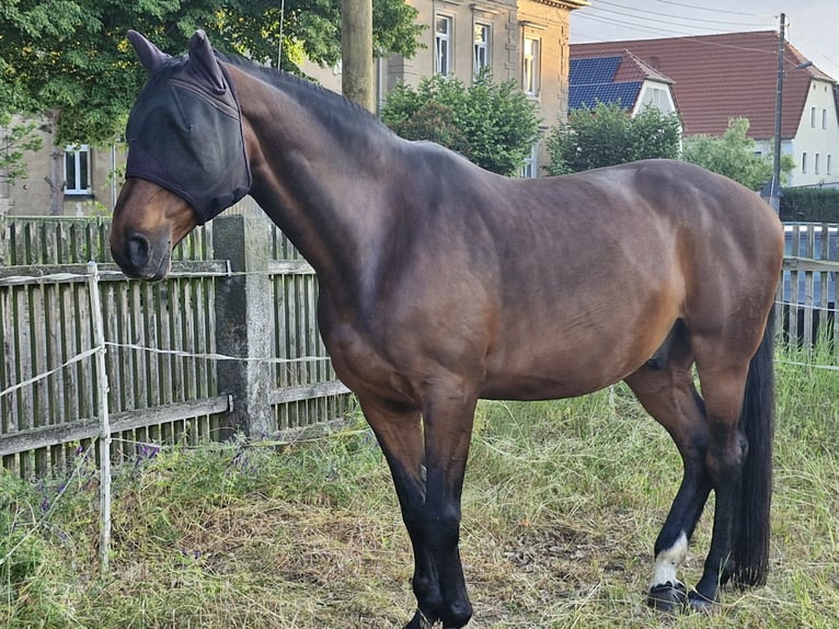 Mecklenburger warmbloed Ruin 14 Jaar 171 cm Bruin in Ruesa