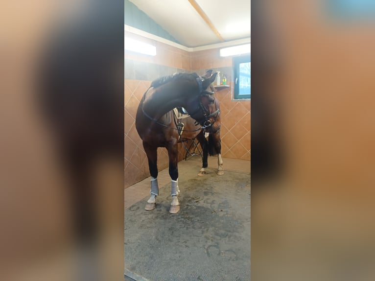 Mecklenburger warmbloed Ruin 14 Jaar 172 cm Bruin in Franzburg