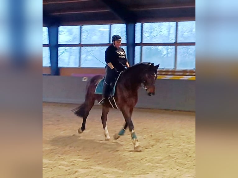 Mecklenburger warmbloed Ruin 14 Jaar 172 cm Bruin in Franzburg